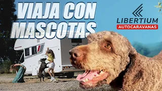 Viajar en autocaravana con mascotas.