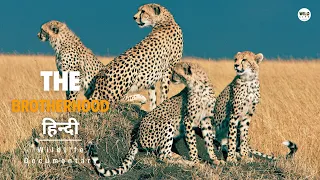 The Brotherhood - Wild Africa, हिन्दी डॉक्यूमेंट्री | Discovery Channel Hindi documentary