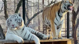 ЭТО НАДО ВИДЕТЬ ! Тигриная нежность амурской тигрицы и белого бенгальского тигра!