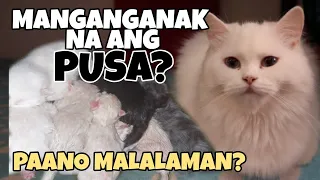 PAANO MALALAMAN KUNG MANGANGANAK NA ANG PUSA | HOW TO TELL WHEN A CAT IS READY TO GIVE BIRTH