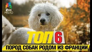 Топ 6 пород собак родом из Франции | Top 6 Dog Breeds Originally from France