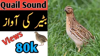 Quail Sound | Bater Voice | بٹیر کی آواز