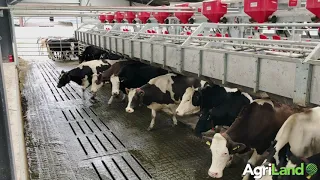 A 24-unit rapid-exit milking parlour in action in Co. Wicklow