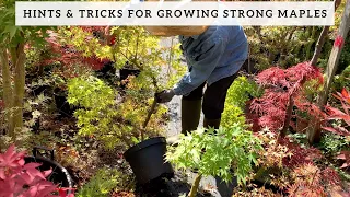 Hints & Tricks for Growing Strong Maple Bonsai