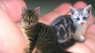 Top 5 SMALLEST Cats In The World | Trend Smash