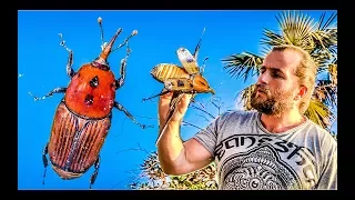 До какой степени я люблю всё живое? Встреча с паразитом (Red Palm Weevil)