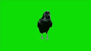 Crow green screen video with different angles HD quality no cope write strike @vfxtools