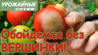 СМОТРЕТЬ ВСЕМ, кто хочет ТОМАТЫ без ГНИЛИ! Вершинная гниль и как с ней бороться.