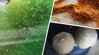 Baby Koi progression! 5 to 8 days old | Breeding project part 8