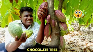 சாக்லேட் மரத்தில் சாக்லேட் வேட்டை|Chocolate Hunting at Cocoa Tree|Cocoa Tree Garden|Suppu