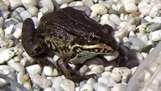 Fütterung unserer zahmen Teichfrösche ( Zahmer Frosch )