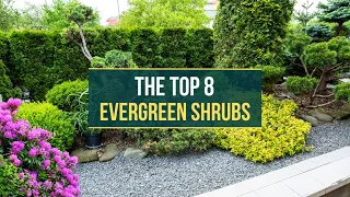 Year-Round Beauty ✅ The Top 8 Evergreen Shrubs for Your Garden 👈