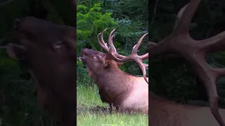 Biggest Elk Bull's Bugle - The "Sheriff"