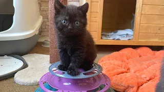 Funny Kittens Reaction to a New Toy
