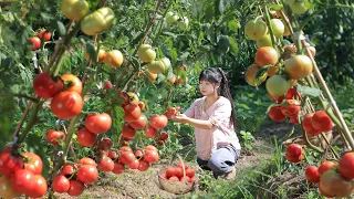 【二米炊烟】Tomato 連續種了幾年的番茄，終於迎來了大豐收