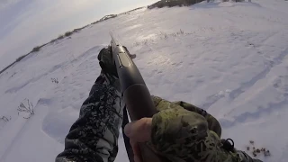 Охота на зайца 13.01.2019 (hare hunting)