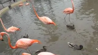 San Diego Zoo - feeding flamingos