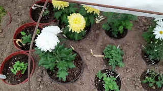 Как сохранить зимой хризантемы: мультифлора, корейская, крупноцветковая и веточная.