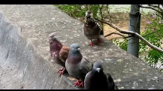 Клуб веселых голубей (Club of Funny Pigeons)