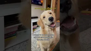 His reactions are priceless 😂 #dogs #shorts #dogmom #funnydogs #comedy #tiktok #reels #goldenlover