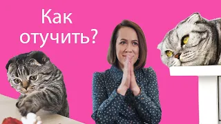 Кошка лазит по столам. КАК ОТУЧИТЬ?