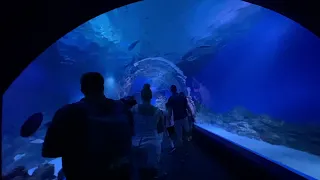 Cairns Aquarium, Queensland