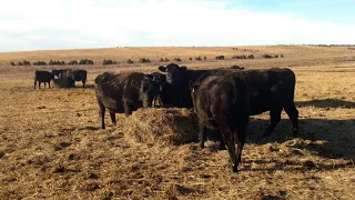 Bale Grazing for Soil Health with Erin and Drew Gaugler