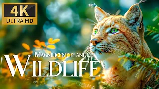 Baby Animals 4K (60FPS) UHD Magnificent Planet Wildlife 4K  Beautiful Movie Smooth Relax Piano Music