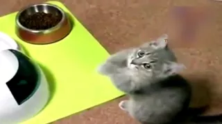 Cute cats and dogs begging for food | New compilation