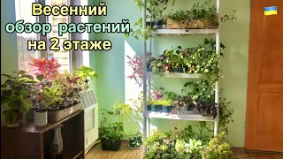 🌷Весенний ОБЗОР комнатных цветов на 2 этаже дома / Украина 2023.