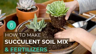 BEGINNER TIPS: HOW TO MAKE SUCCULENT SOIL MIX & NATURAL FERTILIZERS