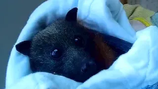 Rescuing a flying-fox stuck on a balcony:  this is Mr Darcy