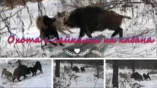 Охота с лайками на кабана.#Hunting with dogs on wild boar.#