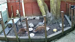 Rosie & Rubie's Families of Foxes - One brave youngster wants to come out.💜🌹🦊💞