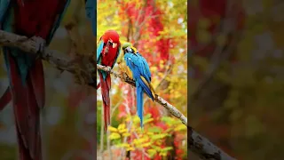 wild Birds special collection 8k video ULTR HD HDR 60FPS #8k #HDR #60FPS