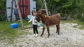 a farm is not only manure and work, IT is also a great time  // Horses,Donkeys and Katrin super life