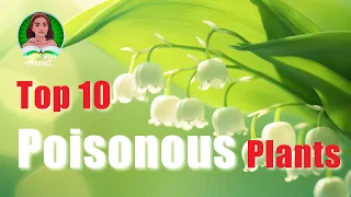 The Most 10 Poisonous Plants In The World #poisonousplants #plantsfacts