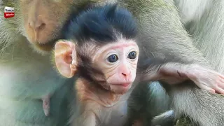 Amazing to see baby doing this/ Adorable monkey animals Youlike Monkey 1646