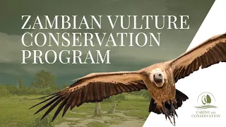 Zambian Vulture Conservation Program | Mini Documentary | Caring for Conservation Fund