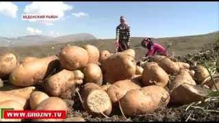 В Веденском районе собрали урожай американской картошки