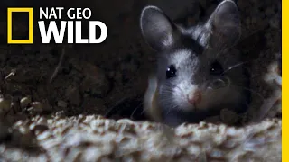 The Grasshopper Mouse Is a Killer Howling Rodent | Nat Geo Wild