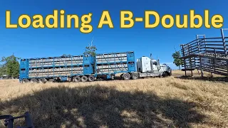 Loading Cattle To Sell