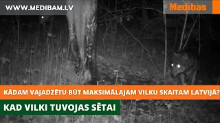 Kādam vajadzētu būt maksimālajam vilku skaitam Latvijā? Kad vilki tuvojas sētai