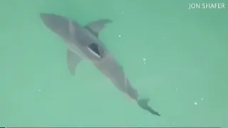 Great white sharks more common off California coast