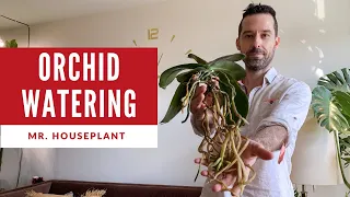 Orchid watering (How to water an orchid properly & not kill it)