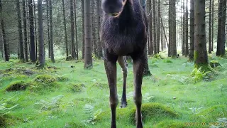 Åtelkameran 4 Älg, Rådjur, Hare och Räv