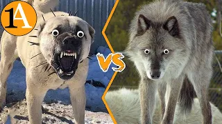 Selbst 3 Wölfe können keinen Kangal besiegen - Kangal vs Wolf
