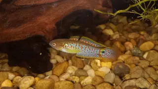 Updated: Peacock Gudgeon's first few spawns