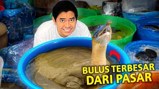 SELAMATKAN BULUS TERBESAAR YANG ADA DI PASAR! HAMPIR DIP0T0NG!