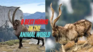 9 Best Horns In The Animal World - Animals with the Biggest Horns in the World